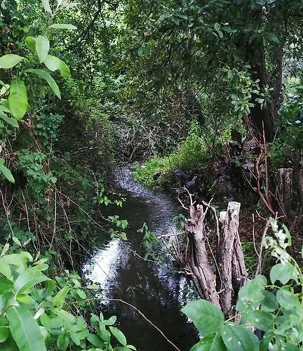 Cabo Festinanza 桑亨霍